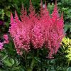 Astilbe Veronica Klose